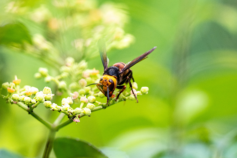スズメバチ駆除業務内容