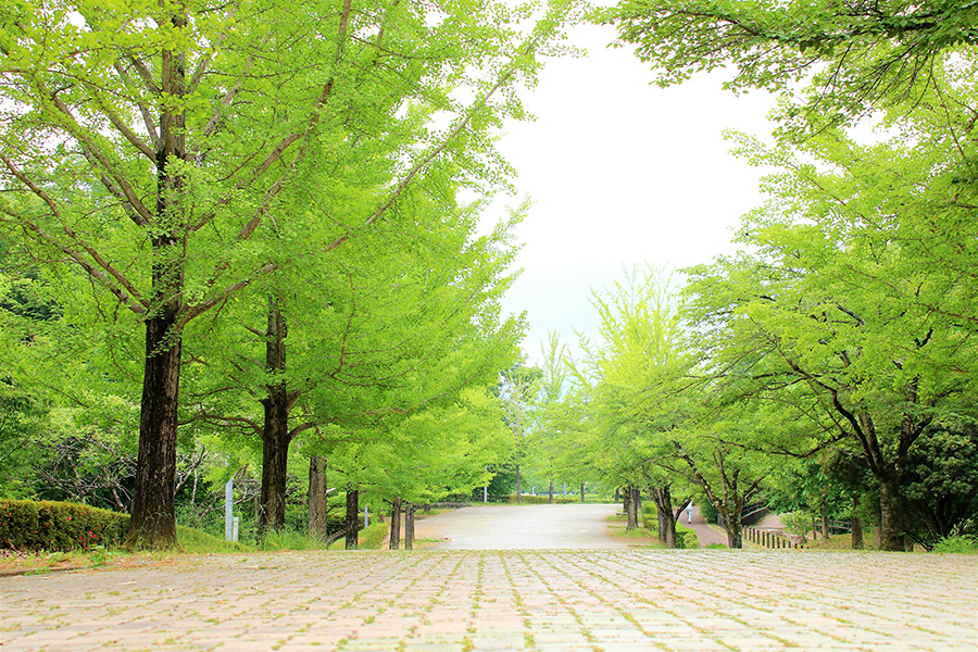 樹木伐採業務内容
