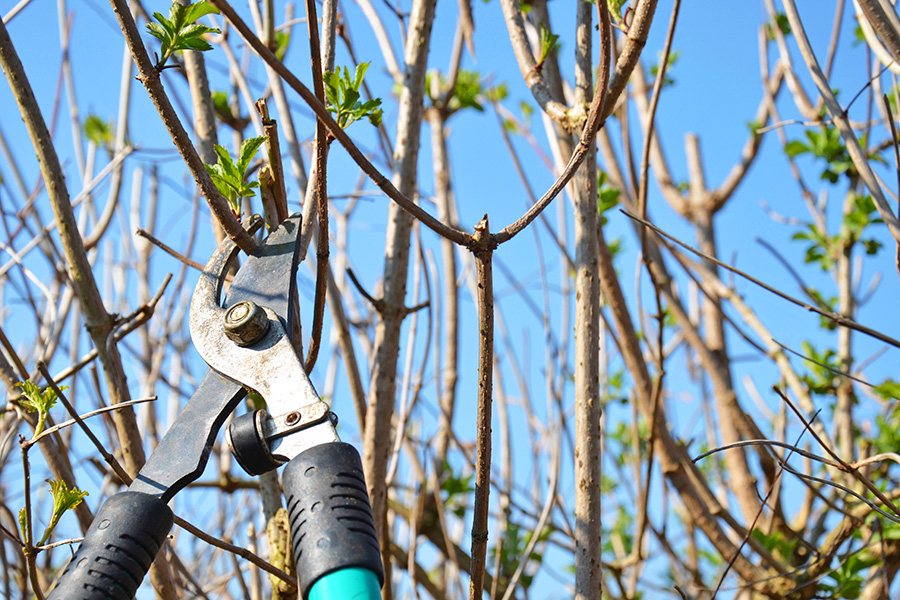 剪定業務での強み